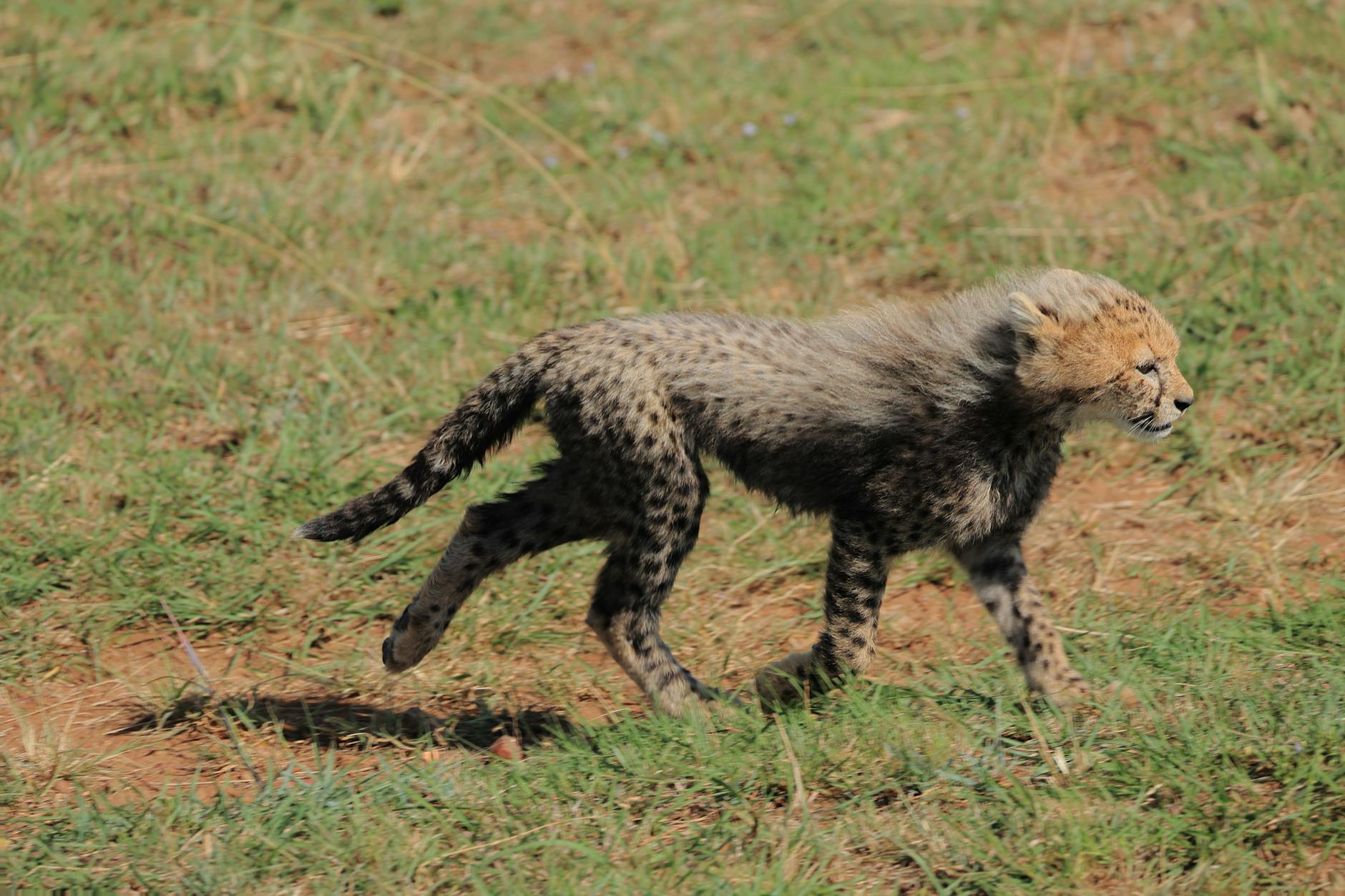 东非迁徙摄影 Safari 12 日 extensionImage acinonyx jubatus, masaai mara, 动物行为 的 免费素材图片