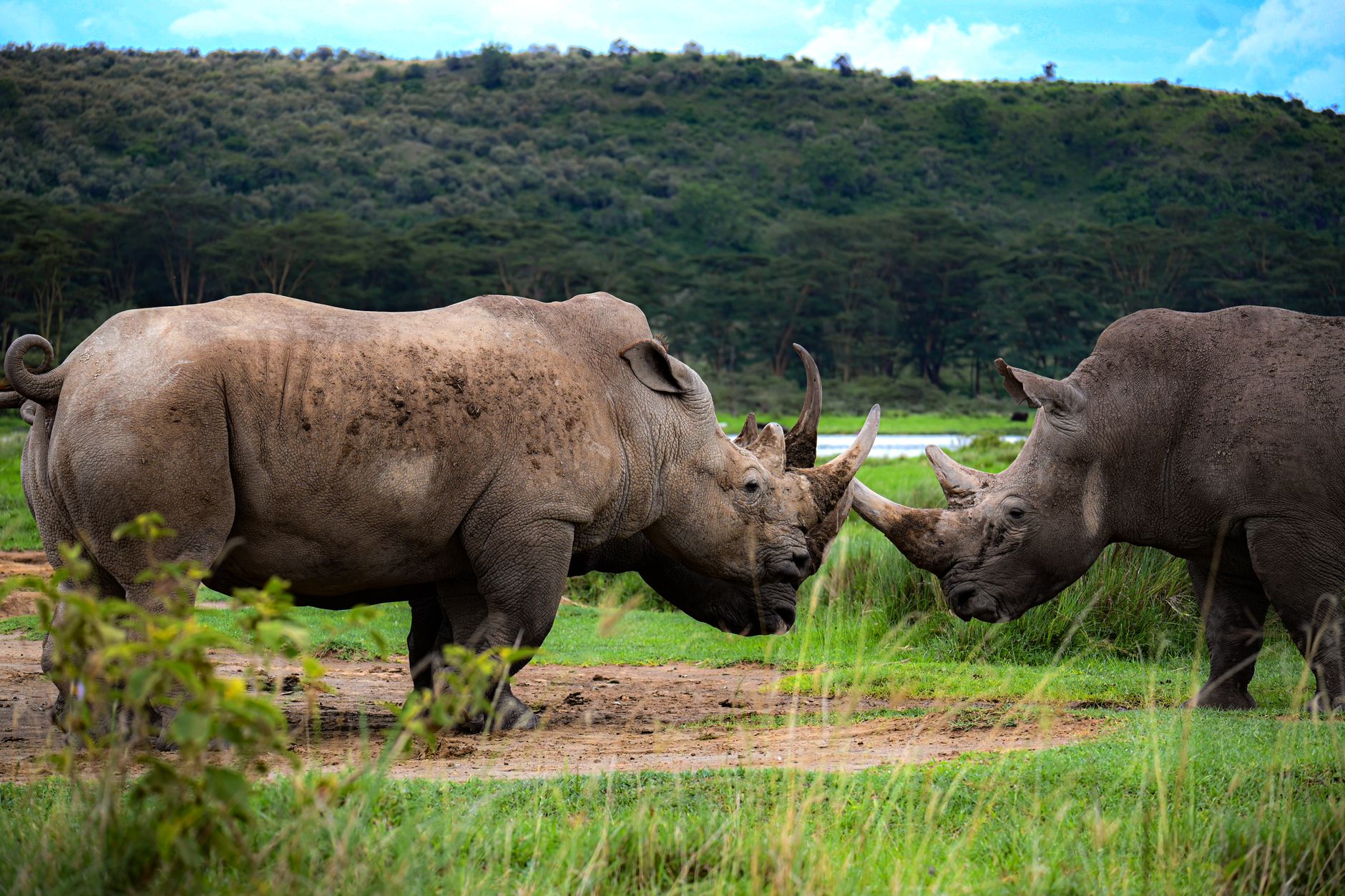 肯尼亚东非大草原猎游之旅 extensionImage ceratotherium simum, nairobi kenya, 东非 的 免费素材图片