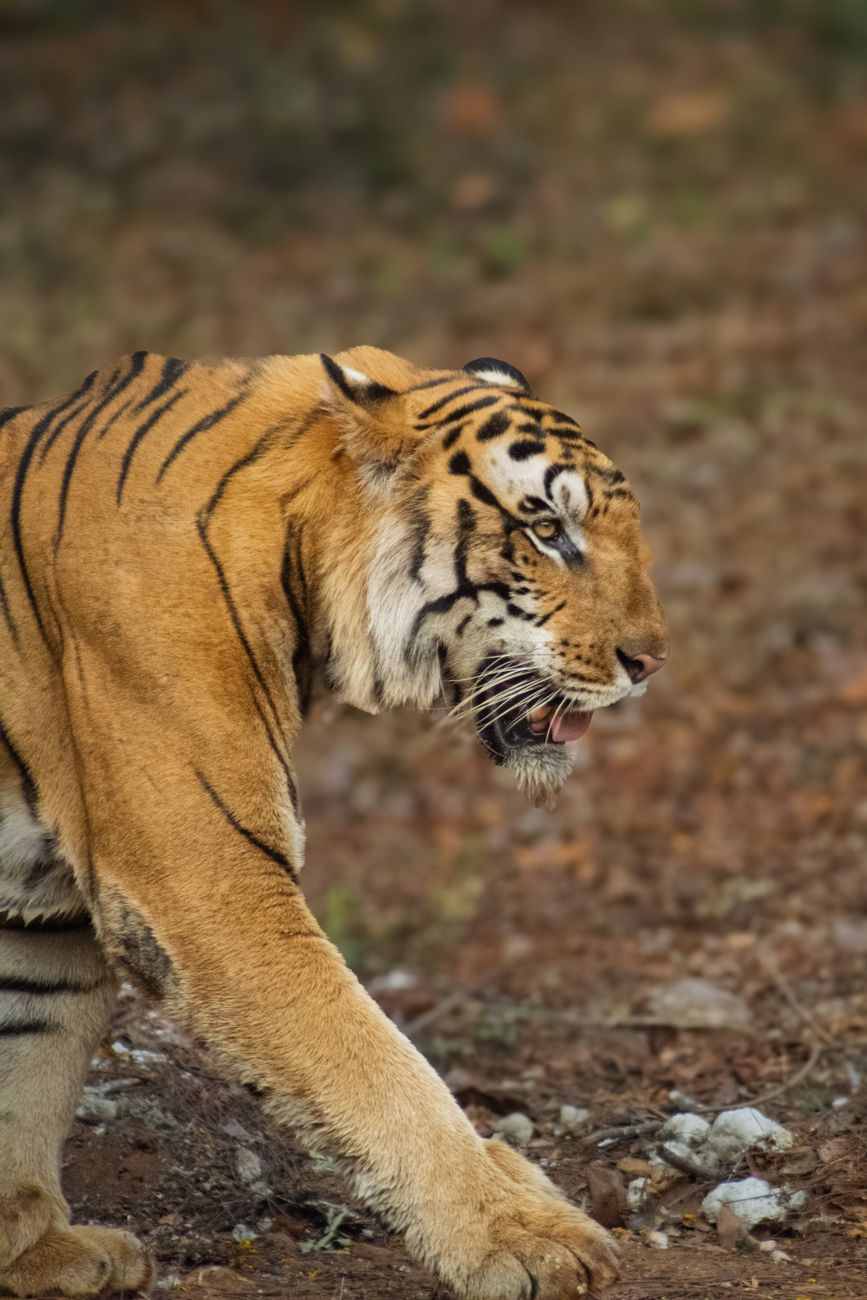 肯尼亚东非大草原猎游之旅 sidePortraitImage panthera底格里斯河底格里斯河, 亞洲, 保護 的 免费素材图片